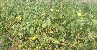 গ্রাফটিংয়ে ফলন-লাভ; আমদানিতে লোকসানের শঙ্কা টমেটো চাষিদের
